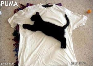 puma.jpg